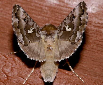 Image de Autographa corusca Strecker 1885