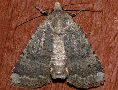 Abagrotis variata Grote 1876 resmi