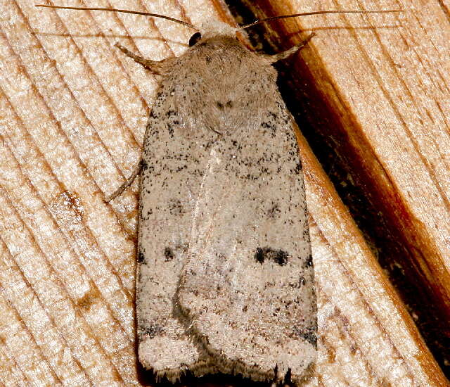 Image of Abagrotis baueri McDunnough 1949