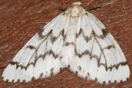 Image of Phantom Hemlock Looper