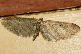Image of Eupithecia olivacea Taylor 1906
