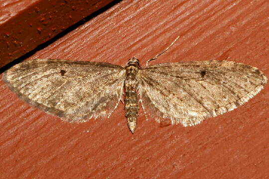 Image of Eupithecia olivacea Taylor 1906