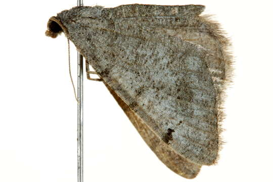 صورة <i>Digrammia delectata</i>