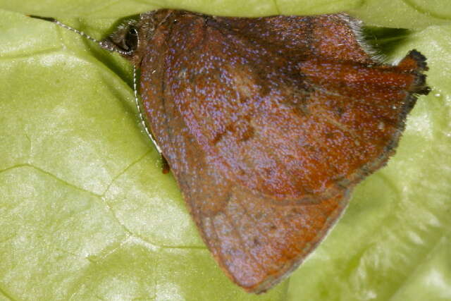 Image of Callophrys