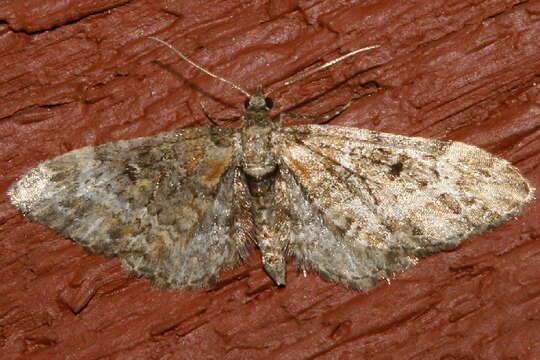 Image of Eupithecia rotundopuncta Packard 1871