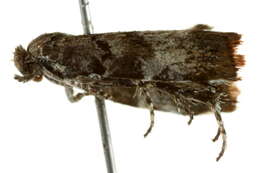 Image of <i>Choreutis pariana</i>