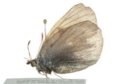 Image of Colias tyche (Böber 1812)