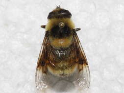 Imagem de Eristalis flavipes Walker 1849