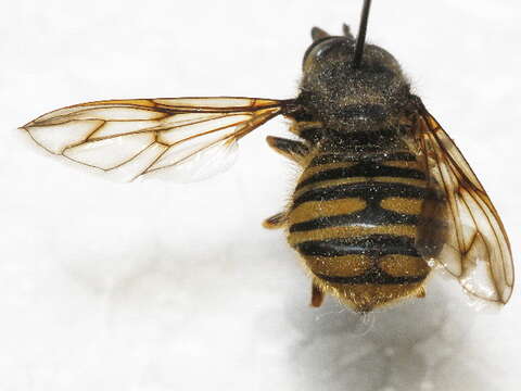 Image of Sphecomyia occidentalis Osburn 1908