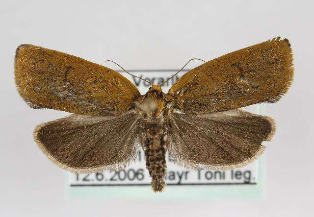 Image of leches twist moth