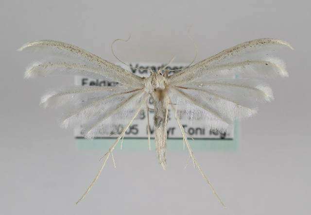 Image of <i>Pterophorus pentadactyla</i>