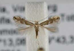 Image of Beech Midge