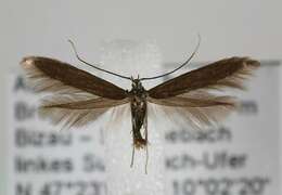 Coleophora paripennella Zeller 1839的圖片