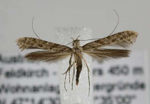 Image of Caloptilia cuculipennella (Hübner 1796)