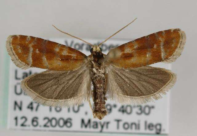 Image of European pine shoot moth