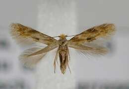 Image of ribbed cocoon-maker moths