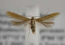 صورة Coleophora lutipennella Zeller 1838