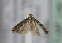 Image of Hawthorn Slender