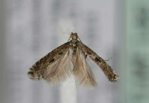 Image of Hawthorn Slender