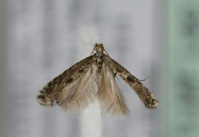 Image of Hawthorn Slender