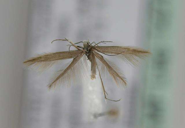 صورة <i>Coleophora otidipennella</i>