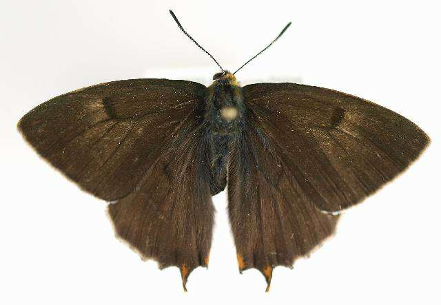 Image of Brown Hairstreak