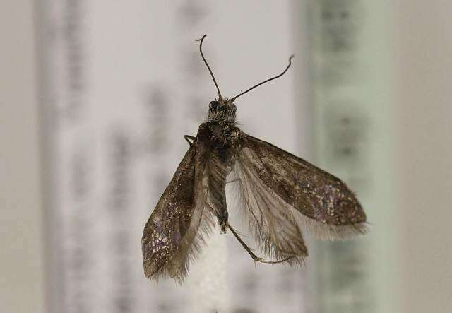 Image of Purplish Birch-miner Moth