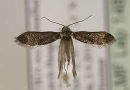 Image of Purplish Birch-miner Moth