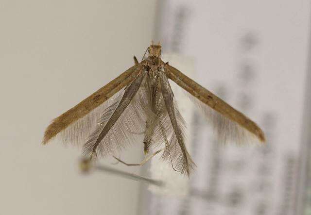 Image of Caloptilia elongella (Linnaeus 1761)