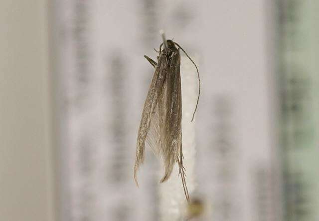 صورة <i>Coleophora otidipennella</i>