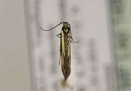 Image of <i>Coleophora alcyonipennella</i>