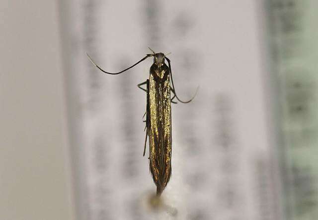 Image of <i>Coleophora alcyonipennella</i>