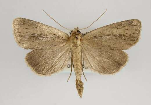 Image of white-mantled wainscot