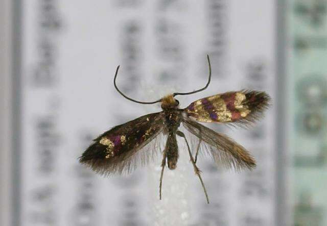 Image of mandibulate moths
