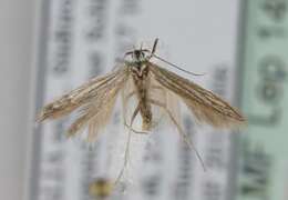 Coleophora obtectella Zeller 1849的圖片