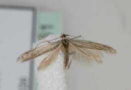 Coleophora obtectella Zeller 1849的圖片