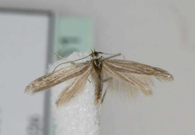 Coleophora obtectella Zeller 1849的圖片