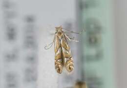 صورة Phyllonorycter deschkai Triberti 2007