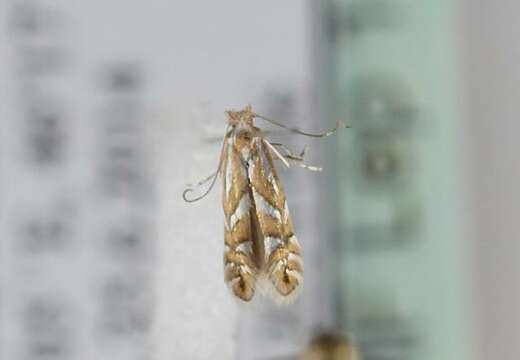 Image of Phyllonorycter deschkai Triberti 2007