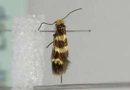 Imagem de Micropterix rablensis Zeller 1868