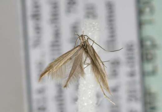 Image de Coleophora taeniipennella Herrich-Schäffer 1855