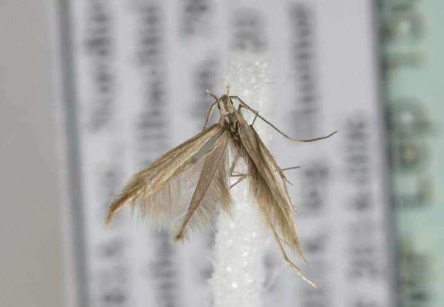 Coleophora taeniipennella Herrich-Schäffer 1855的圖片