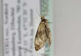 Phalonidia curvistrigana Stainton 1859的圖片