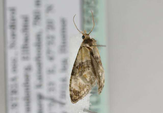 Phalonidia curvistrigana Stainton 1859的圖片