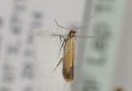Image of <i>Coptotriche marginea</i>