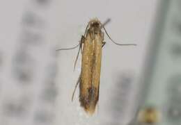 Image of <i>Coptotriche marginea</i>