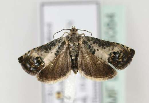 Image of Chestnut leaf roller