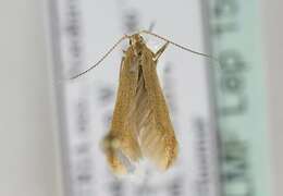 صورة Coleophora lutipennella Zeller 1838