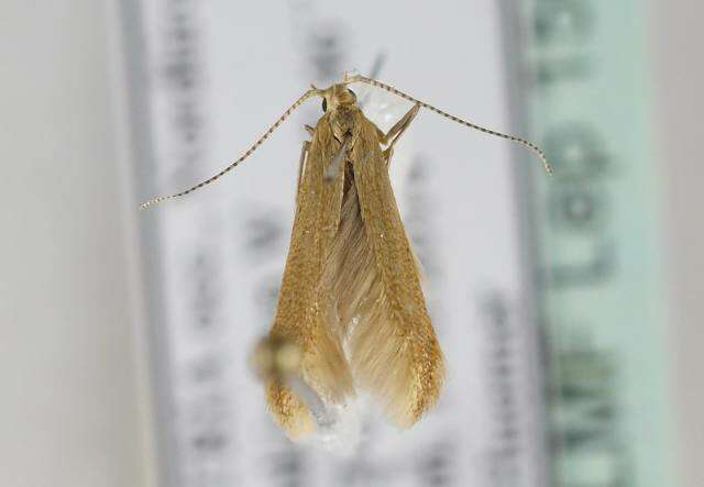 صورة Coleophora lutipennella Zeller 1838