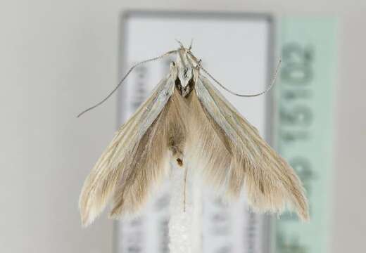 Image of <i>Coleophora pennella</i>